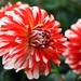 Dahlias