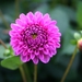 Dahlia