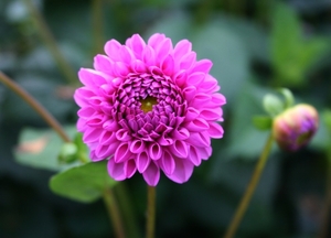 Dahlia