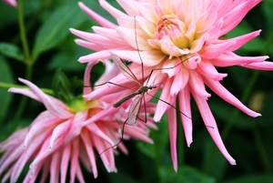 Grote mug op dahlias