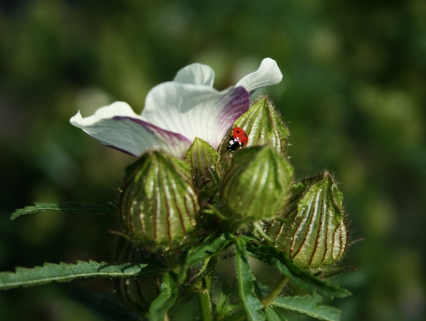 lieveheersbeestje,bloemen