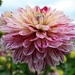 Veel  kleurige  dahlia