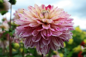 Veel  kleurige  dahlia