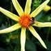 Stervormige dahlia met hommel