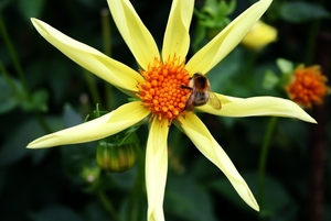 Stervormige dahlia met hommel