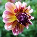 Veel kleurige dahlia