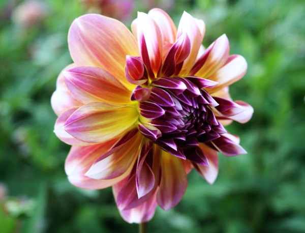 Veel kleurige dahlia