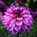 Dahlia