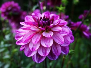 Dahlia