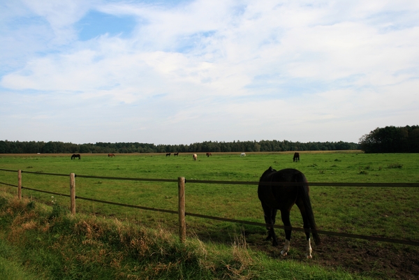 paarden,weilanden