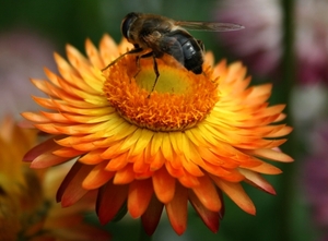 Bij op strobloem