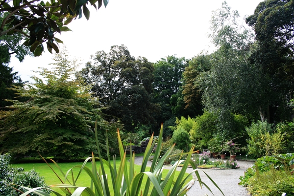 bomen,planten,bloemen