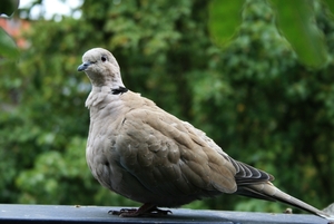 Dagelijkse bezoeker in onze tuin