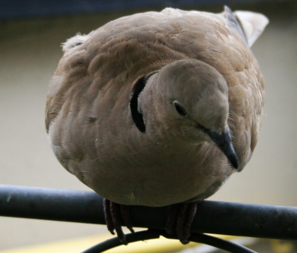 vogel