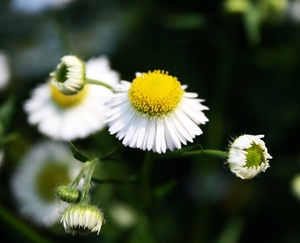 Zomerbloemen