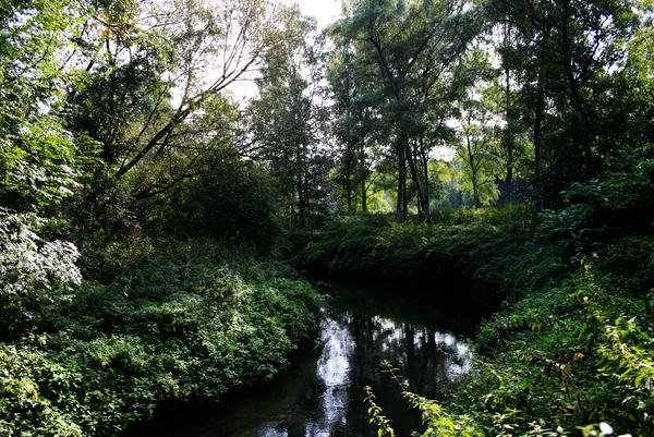 bomen,water