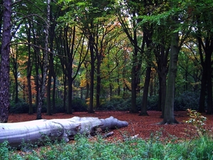 Herfst in het bos