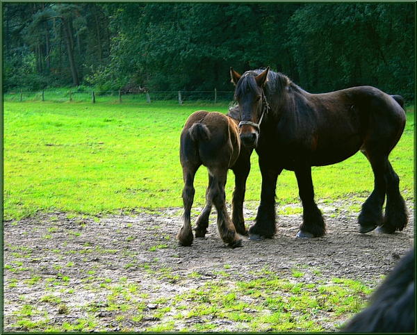 paarden