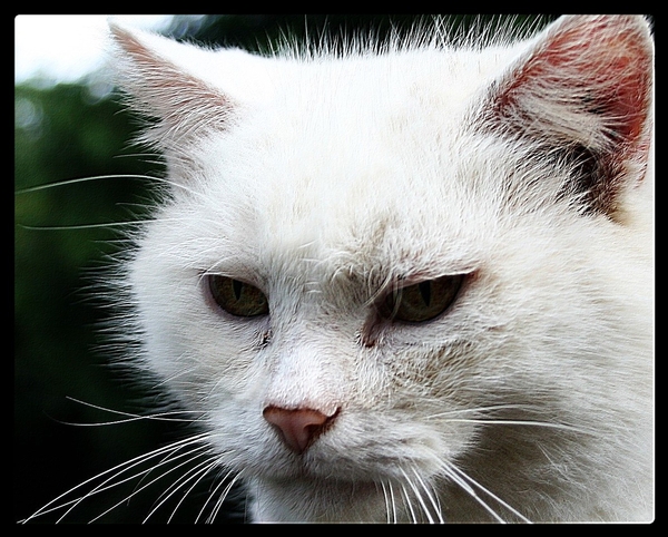witte kat