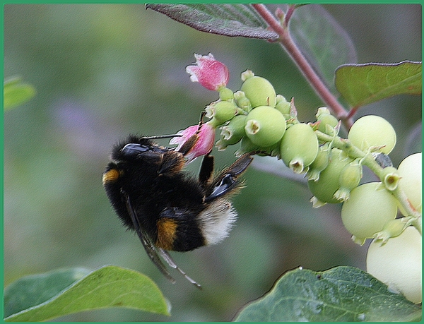 hommel,bloemen