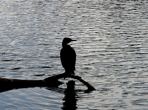 vogel,water,rivierenhof