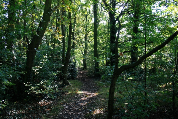 bomen,herfst