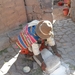foto s peru 102
