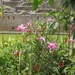 foto s peru 201