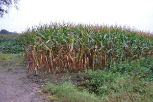2011-10-09 WANDELING SMULROUTE (21)