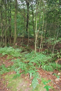 2011-10-09 WANDELING SMULROUTE (75)