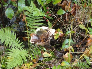 herfst