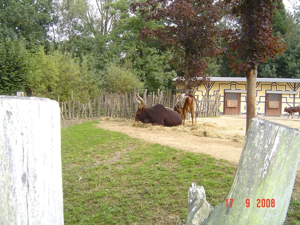 uitstap Planckendael 17-9-08 030