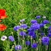 bloemen (11)