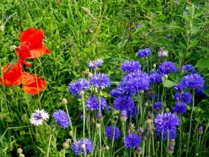 bloemen (11)