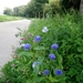 bloemen (4)