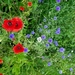 bloemen (7)