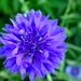 bloemen (8)