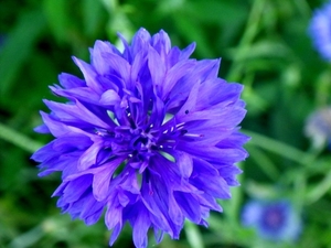 bloemen (8)