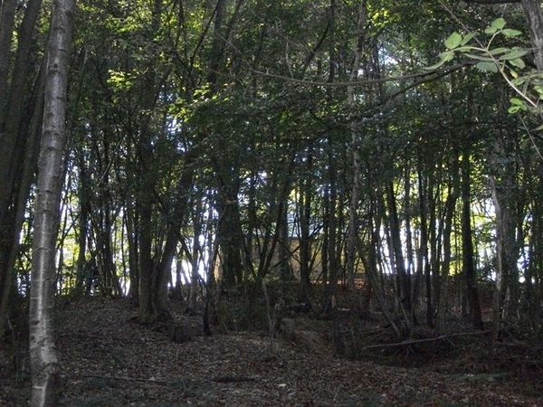 061-Bossen en zicht op Koortskapel