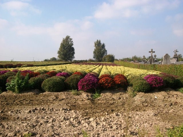 127-Chrysantenvelden