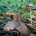 Aardster (Gekraagde -) 01