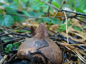 Aardster (Gekraagde -) 01