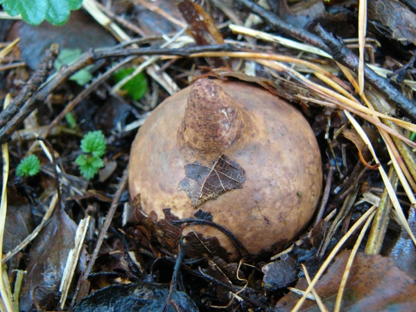 Aardster (Gekraagde -) 02