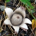 Aardster (Gekraagde -) 03