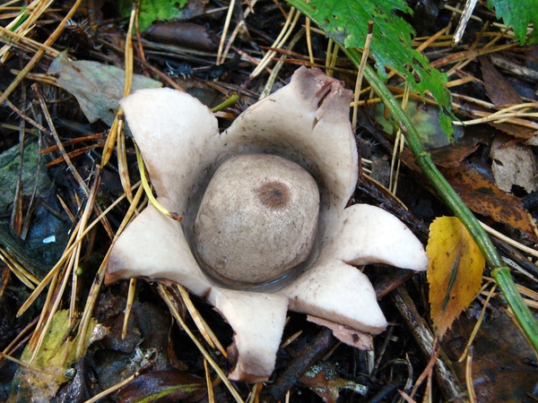 Aardster (Gekraagde -) 03