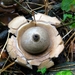 Aardster (Gekraagde -) 04