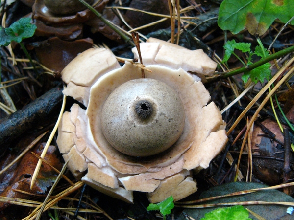 Aardster (Gekraagde -) 04
