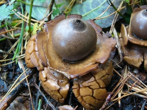 Aardster (Gekraagde -) 05