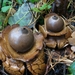 Aardster (Gekraagde -) 06