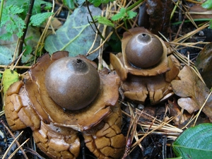 Aardster (Gekraagde -) 06